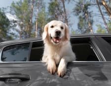 Como Escolher um Carro para Viajar com Animais de Estimação
