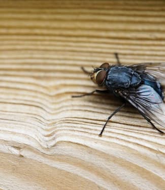 Como Espantar Moscas de Casa? Veja 4 Dicas Práticas e Eficientes