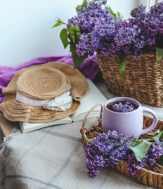 Como escolher plantas protetoras para casa: espécies, simbologia e cuidados