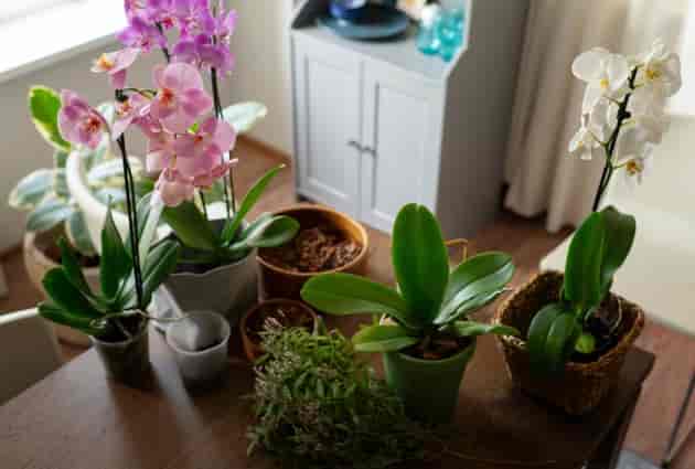 Como cuidar de orquídeas: guia completo e prático para iniciantes