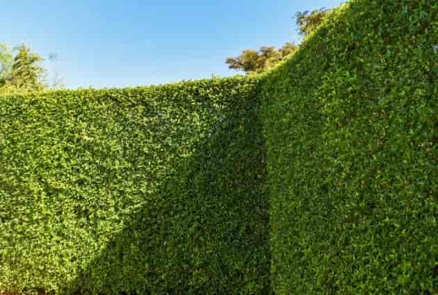 Cerca viva: o que é, tipos, vantagens e como escolher para valorizar seu imóvel