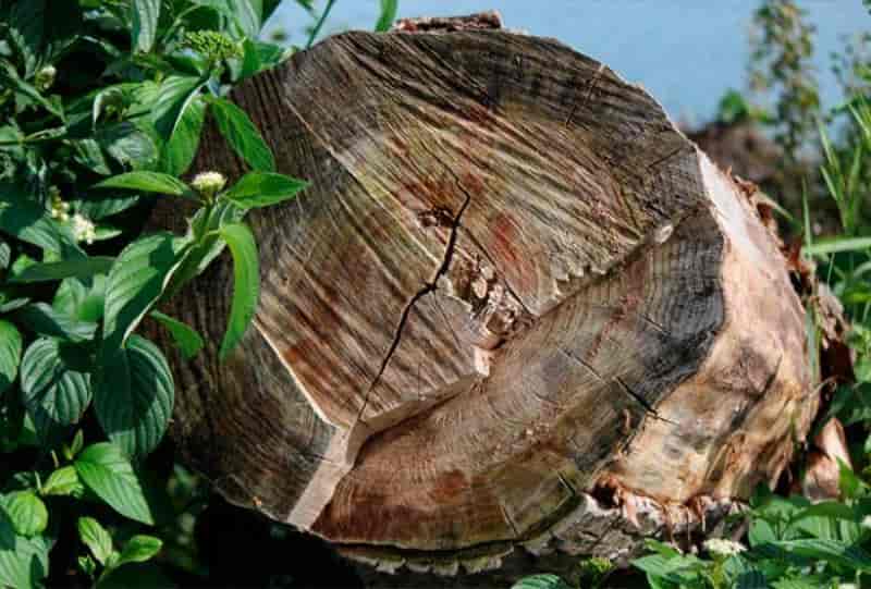 Quais as vantagens do uso de madeira certificada?