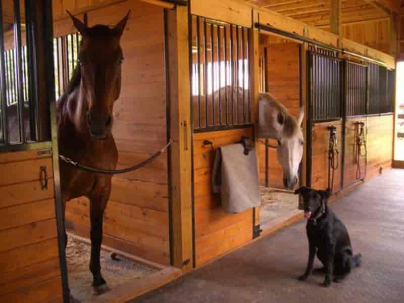 Baia de cavalo: Aprenda a construir uma na sua chácara ou fazenda