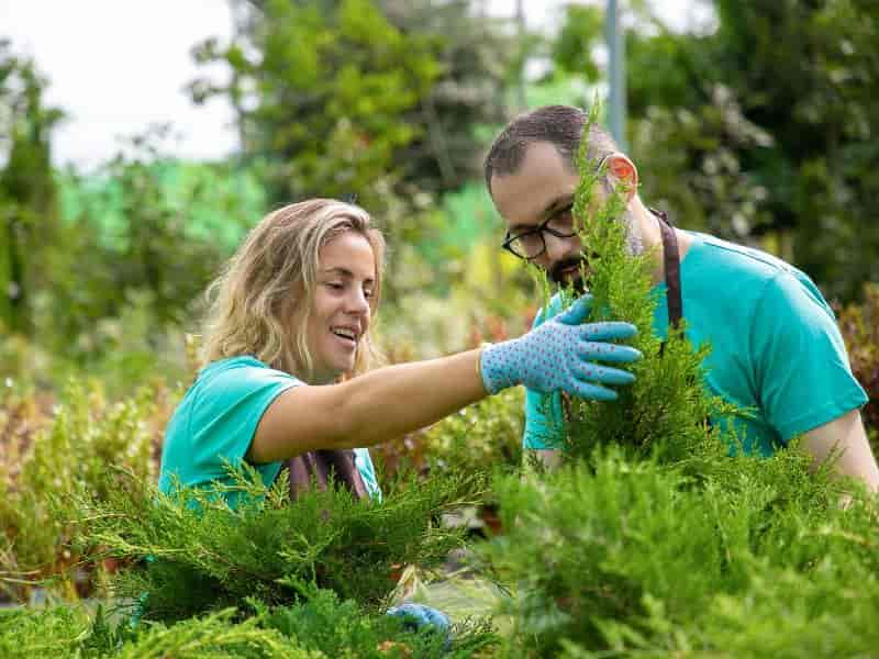 Cuidados com o Jardim: Dicas Para Manter um Espaço Deslumbrante