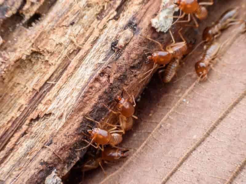 Como Tirar o Cupim dos Móveis de Forma Simples