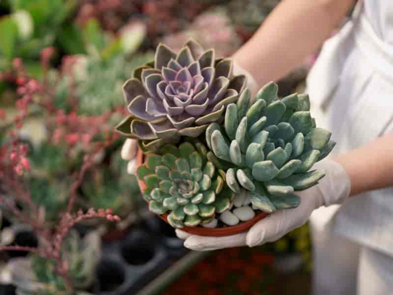 Como Cuidar de Suculentas: Dicas para Manter Suas Plantas Saudáveis e Bonitas