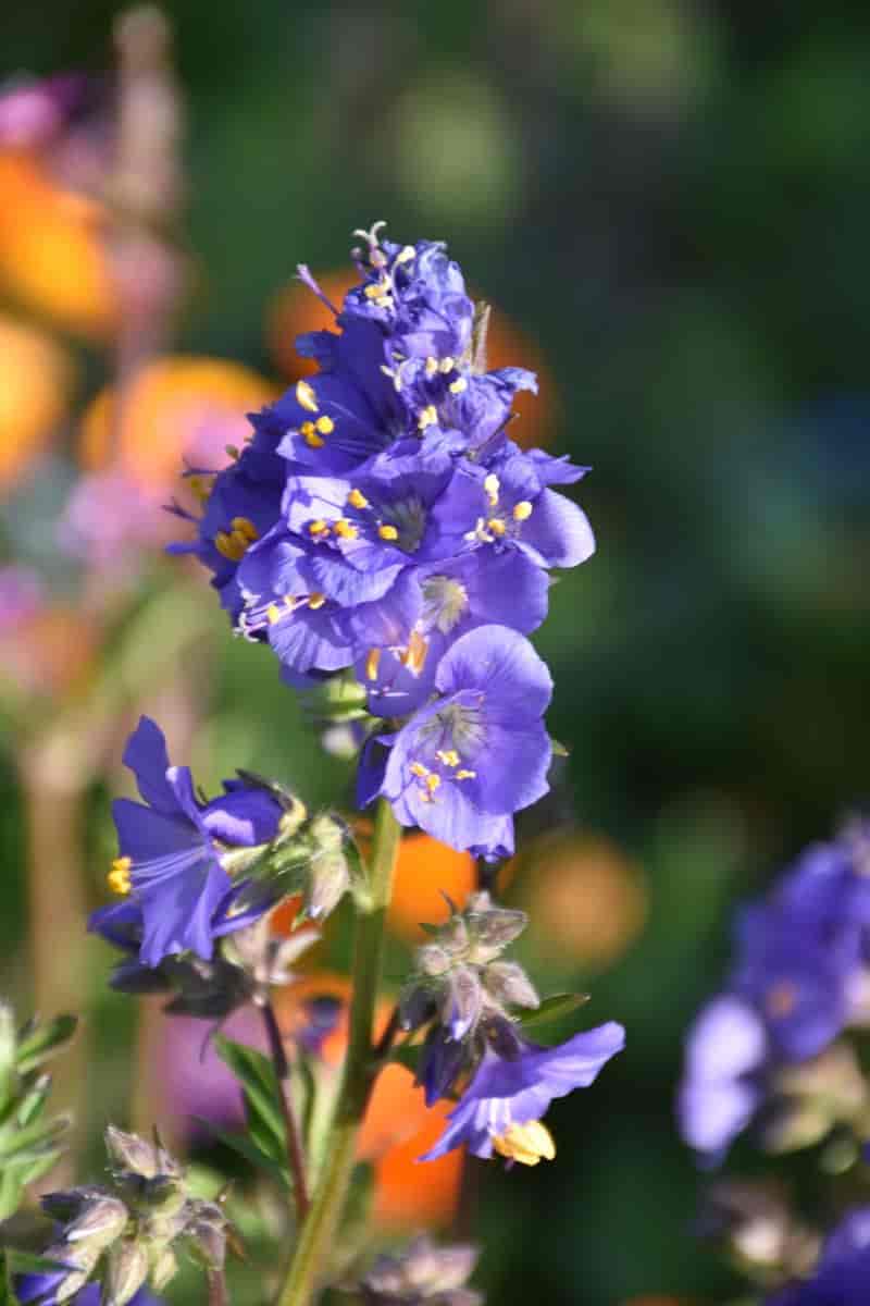 Dicas para cuidar das plantas no inverno