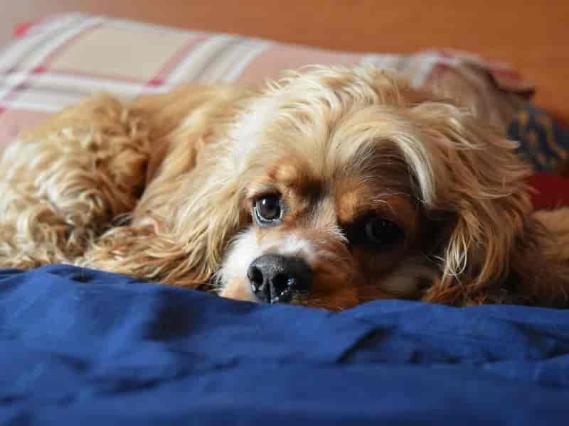 5 principais cuidados com animais em condomínio