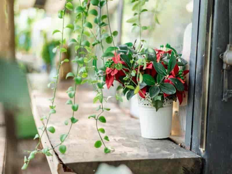 Mini horta na cozinha: dicas para ter a sua em casa