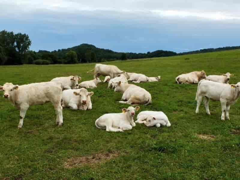 Dicas para administrar a fazenda e otimizar o negócio