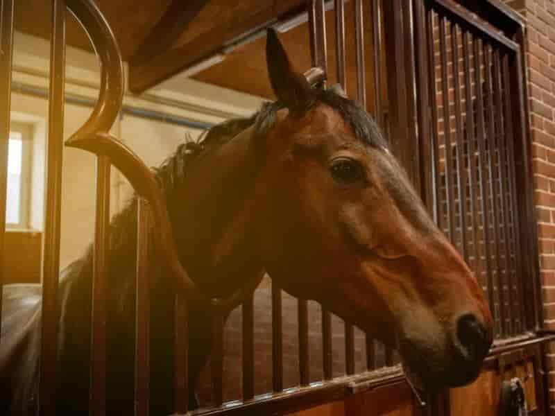 Baia de cavalo: Aprenda a construir uma na sua chácara ou fazenda