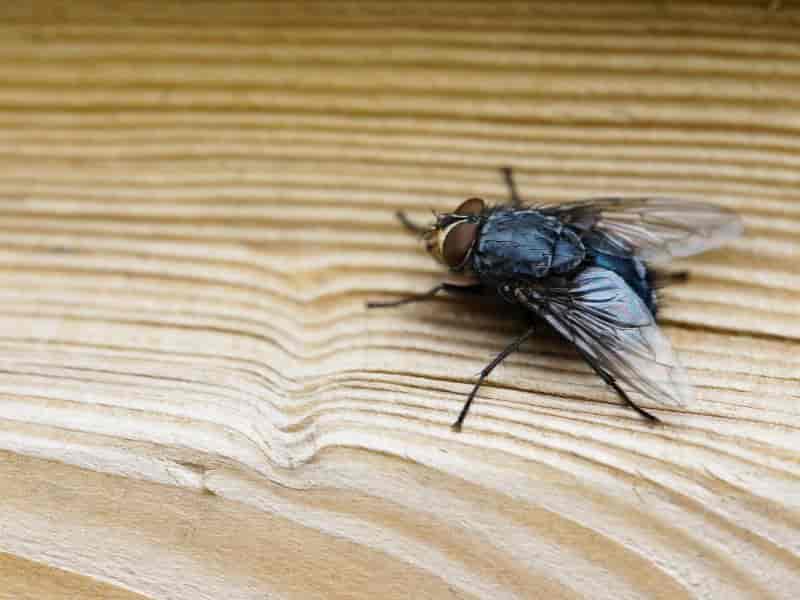 Como Espantar Moscas de Casa? Veja 4 Dicas Práticas e Eficientes