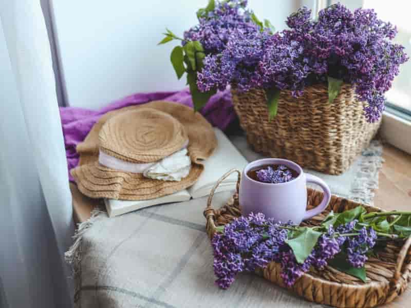 Como escolher plantas protetoras para casa: espécies, simbologia e cuidados