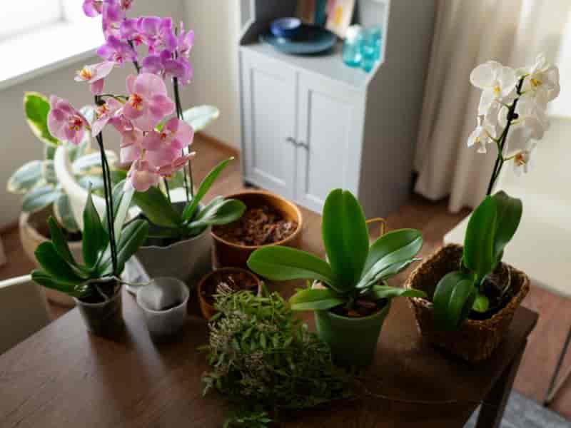 Como cuidar de orquídeas: guia completo e prático para iniciantes