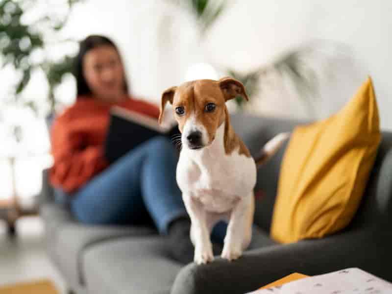 Cachorros para apartamento: como escolher a raça ideal para a vida urbana