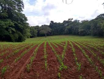 Chácara / sítio com 1 quarto à venda na Praça Dom Otávio, 100, Zona Rural, Turvolândia