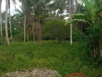 Oportunidade única! venda de 10 tarefas de terra localizada  em conceição da feira