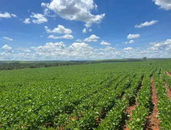 Excepcional fazenda dupla aptidão com 2.300 hectares sendo 1.200 hectares de lavoura e muito bem estruturada à venda em cristalina/go
