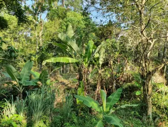 Chácara / sítio à venda na Estrada Cristóvão Machado de Campos, Vargem Grande, Florianópolis