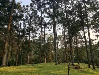 Chácara / sítio à venda na Avenida Júlio de Castilhos, Eletra, São Francisco de Paula