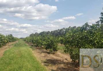 Fazenda de laranja  de 176 alqueires na região de araraquara-sp