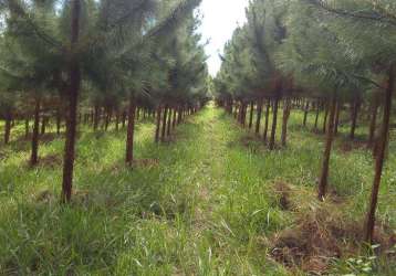 Fazenda de pinus registro - sp