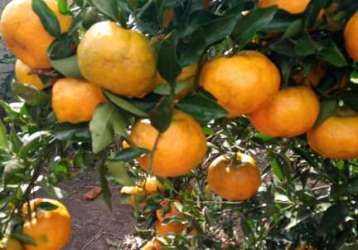 Vendo lindo sitio a 500 mts do asfalto com 2500 pés de laranja ponkan e demais frutas em produção na região de lucaia município de planalto - ba
