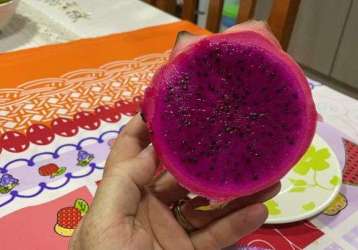 Chácara em osório com casa 3 quartos fibra ótica pomar piscina  pitayas