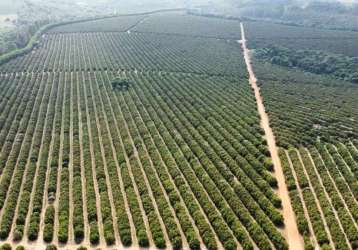 Fazenda para agricultura em laranja com 110 alqueires paulistas em franca - sp