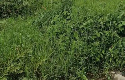 Terreno à venda no São Paulo, Navegantes 