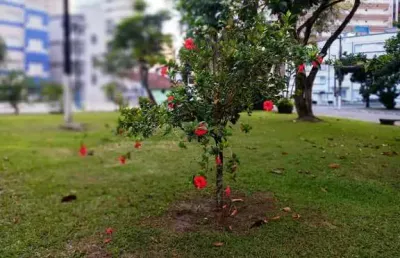 Apartamento com 1 quarto à venda na Vila Caiçara, Praia Grande 