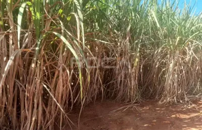 Encantador sítio à venda em são carlos - imóvel rural com preço imperdível!
