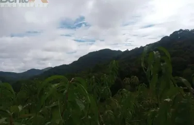 Chácara / sítio à venda na Estrada Do Morro Do Cal, Centro, Campo Largo