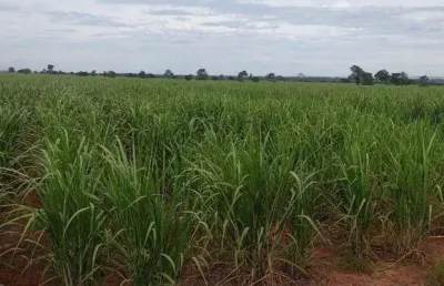 Fazenda com 2 salas à venda na Rua Domingos Alves, 100, Marrecas, Panorama