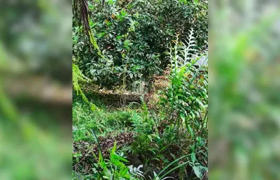 Chácara / sítio com 3 quartos à venda na próx. à br-116, 00, zona rural, campina grande do sul por r$ 900.000