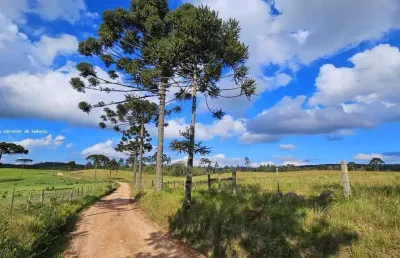 Fazenda para venda em são bento do sul, rio vermelho povoado
