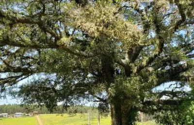 Chácara / sítio com 3 quartos à venda na estrada vendinha, 2135, vendinha, triunfo, 330 m2 por r$ 680.000