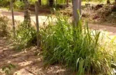 Chácara / sítio à venda na Est. Interior, Zona Rural, Silveira Martins