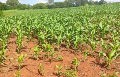 Chácara / sítio à venda na Zona Rural, Marechal Cândido Rondon 