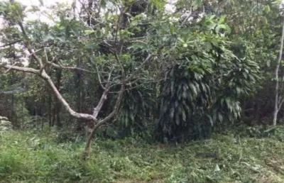 Terreno à venda no São Fernando, Itanhaém 