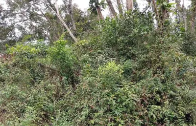 Terreno à venda no Jardim Coronel, Itanhaém 