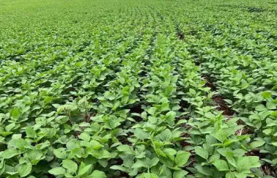 Oportunidade para venda ,sítio de 20,5 alqueires ,plantando 15 apucarana pr