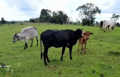 Sitio a venda área de 6 alqueires mecaniza 4 alqueires sem benfeitorias