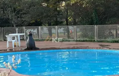Apartamento em parque residencial lagoinha, ribeirão preto/sp