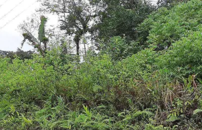 Terreno comercial à venda na endereço não informado, braço da figueira, antonina, 2323200 m2 por r$ 1.000.000