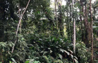 Terreno à venda na endereço não informado, rio sagrado, morretes, 7388 m2 por r$ 99.000