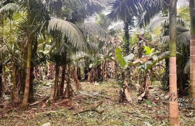 Chácara / sítio com 1 quarto à venda na endereço não informado, américa de cima, morretes, 20000 m2 por r$ 180.000