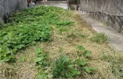 Terreno à venda, 204 m² por r$ 400.000,00 - vila nova mazzei - são paulo/sp
