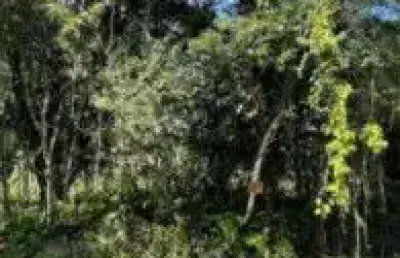 Terreno no bairro jardim palmeiras, em itanhaém - localizado no lado praia, em rua de terra.