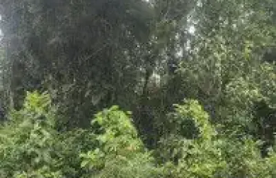 Terreno localizado no bairro parque fluvial em itanhaém - lado serra, em rua de terra.